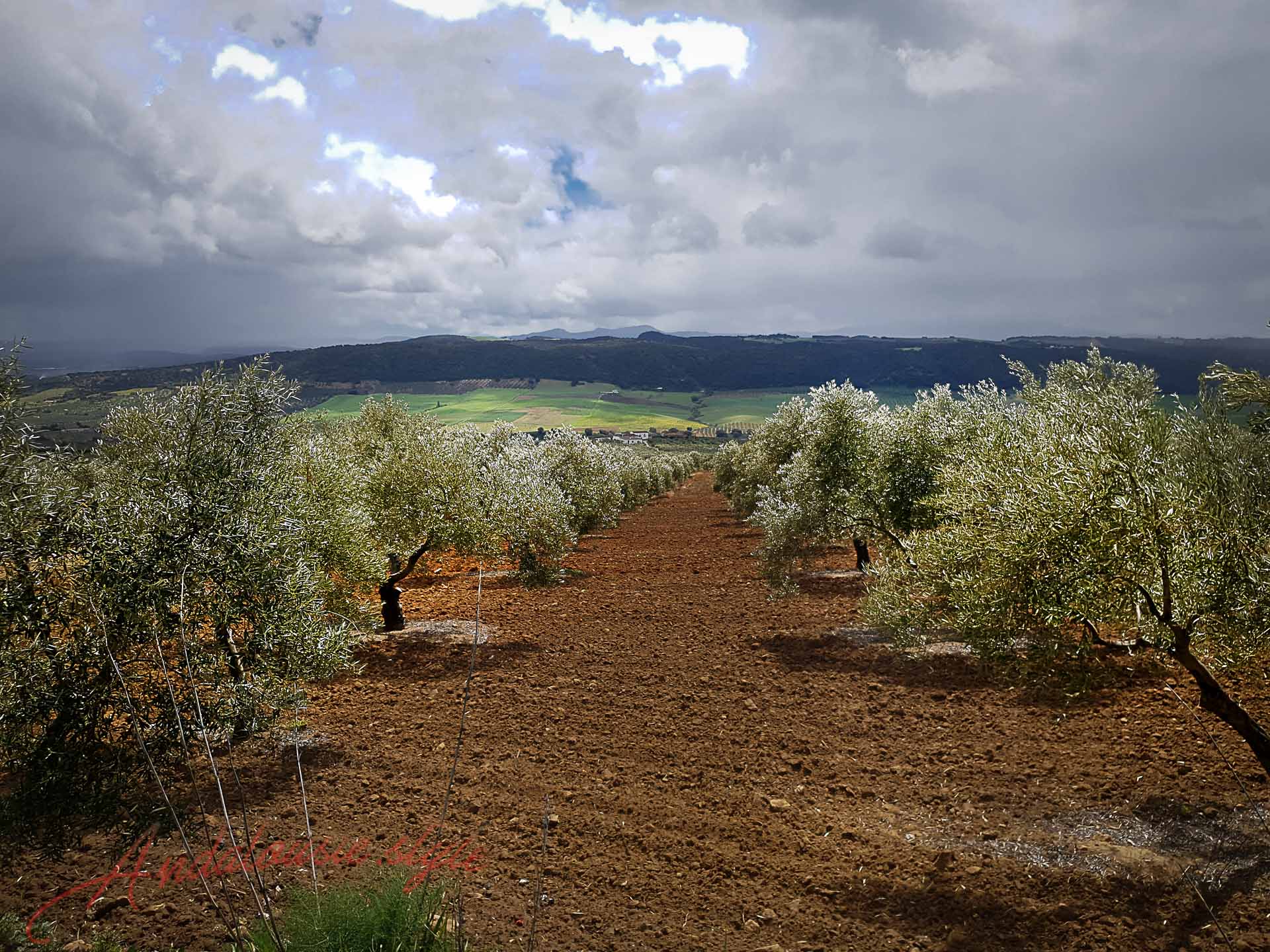 Culture olivier en Andalousie